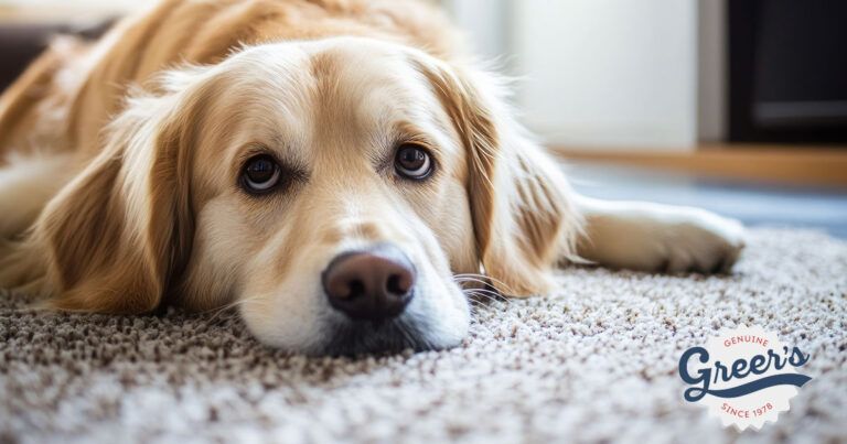 Indoor air quality - golden lab laying on carpeting - Greers Heating & Air